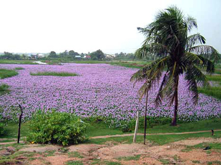 Hoa dừa cạn rủ, hoa dua can ru, hoa Tết, hoa Tet, hạt giống hoa, hoa treo, dạ yến thảo, hoa treo ban công, hoa phong lu, hoa phong lu thao, hoa phong lữ, hoa phong lữ thảo, hạt giống hoa oải hương, bán hạt giống hoa oải hương, hat giong hoa oai huong, hạt giống  chất lượng cao, hat giong hoa , hat giong hoa chat luong cao, hoa trong tham, hoa trong chau,